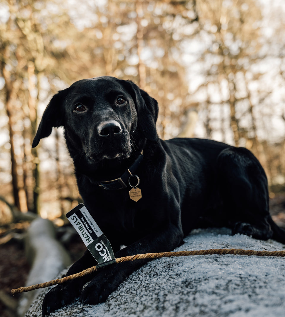 Anco Naturals Giant Buffalo Twist