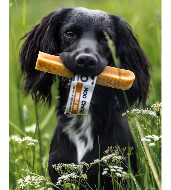 Anco Moo Chew