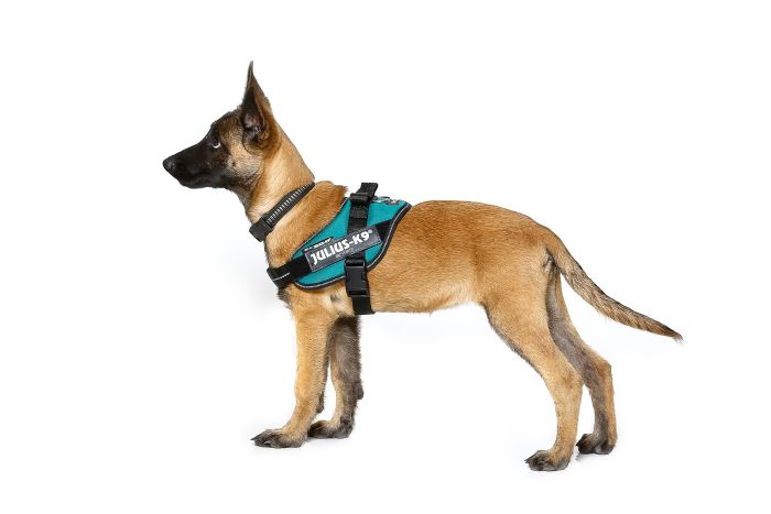 Julius-k9 IDC® Powerharness - Colour Blue