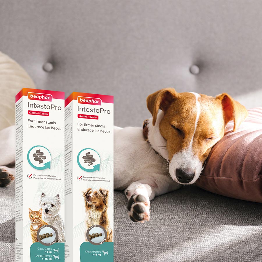 Beaphar IntestoPro Probiotic For Medium & Large Dogs >15kg 2x20ml