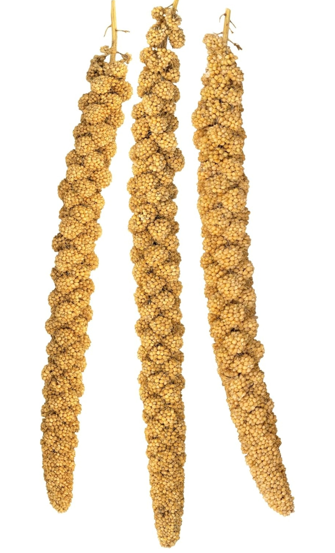 Vitakraft Millet