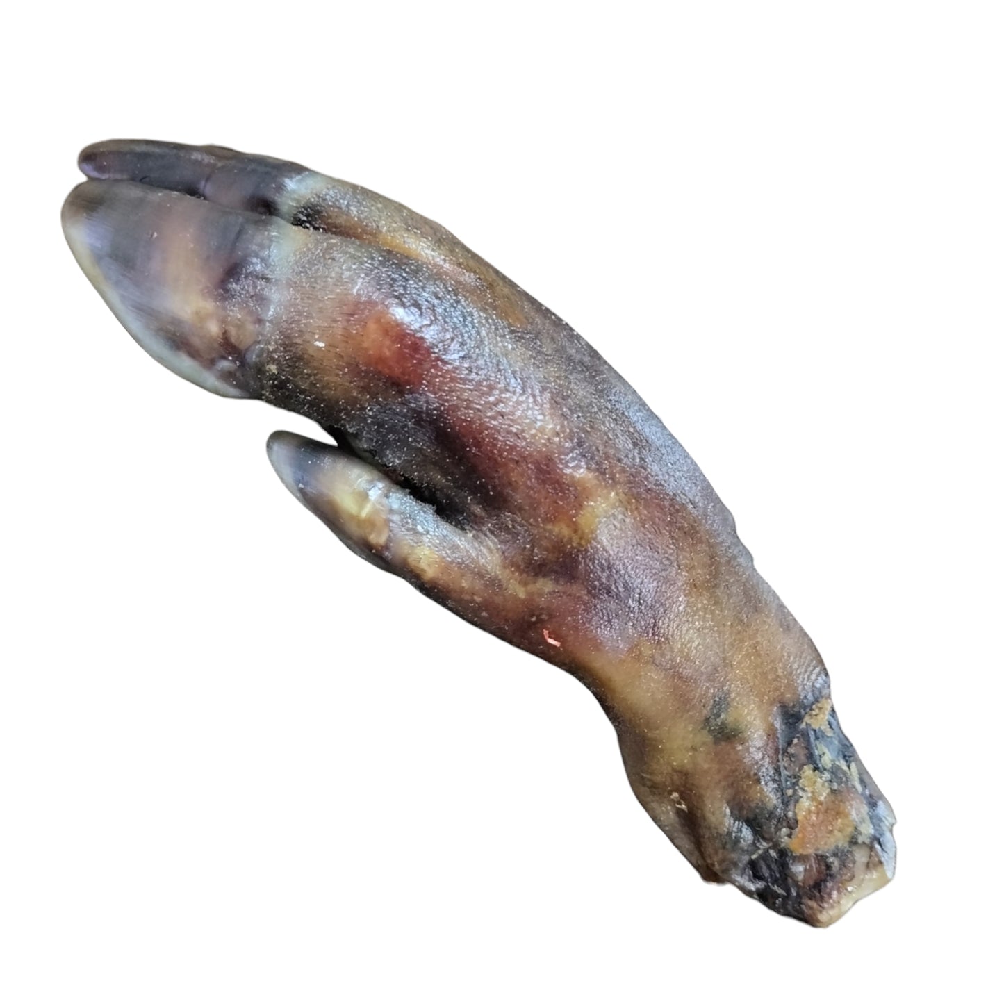 Wild Boar Trotters