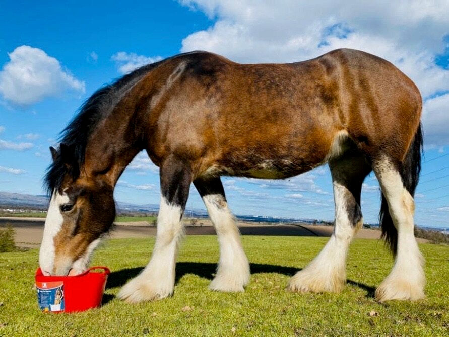 Dallas Keith Equine Flexi Tub For Digestion 12.5kg