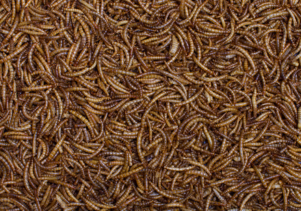 Johnston & Jeff Dried Mealworms 100g