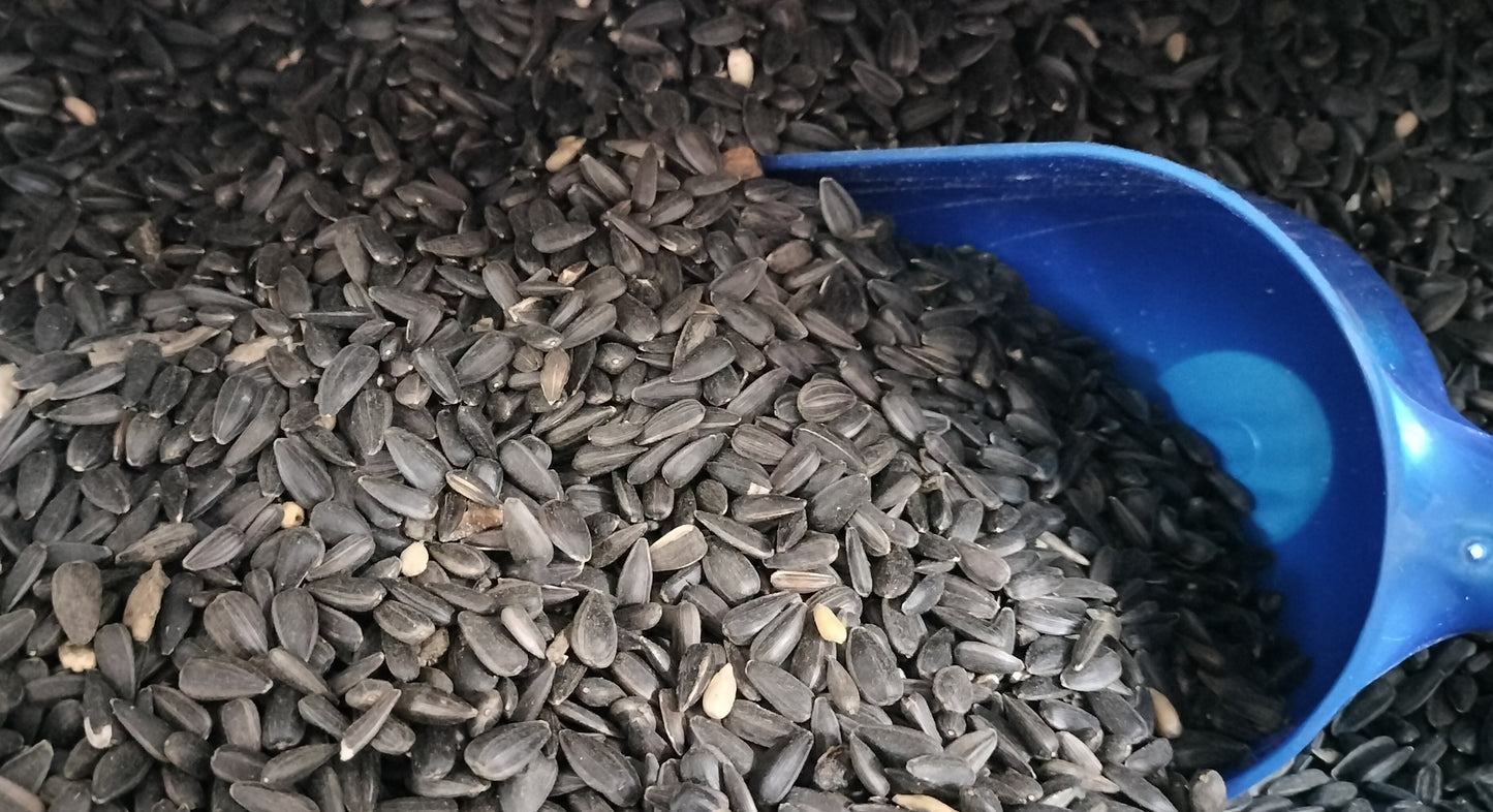 Black Sunflower 1kg
