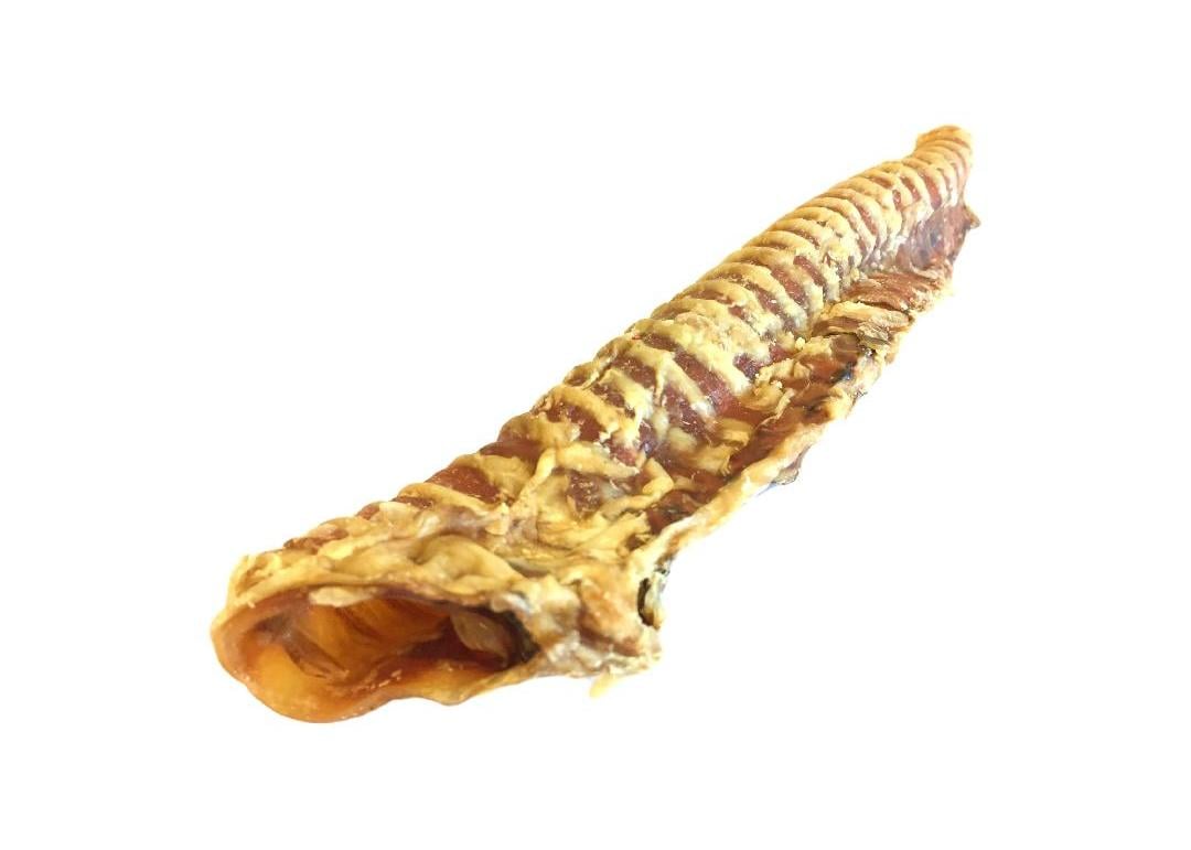 Trachea