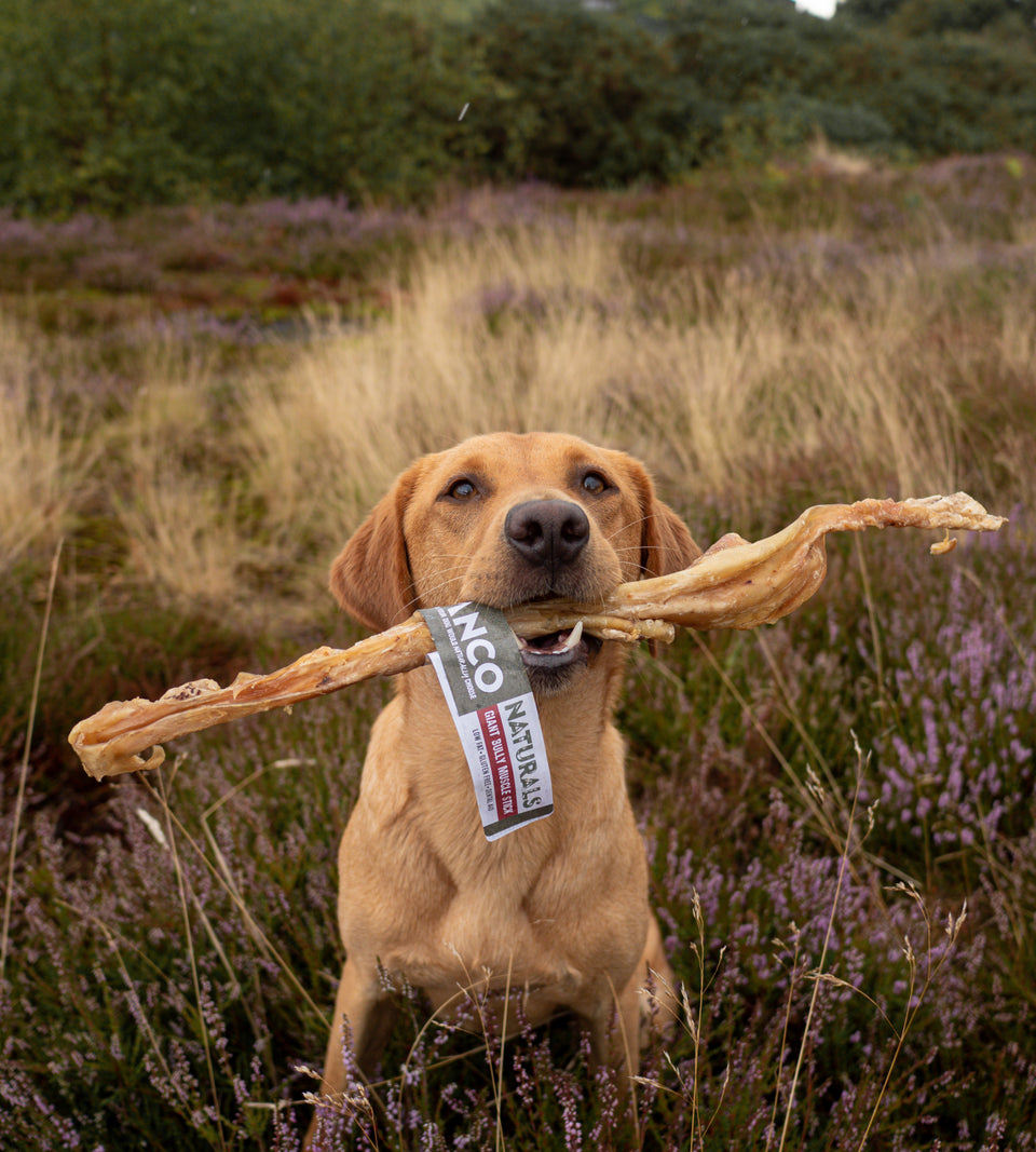Anco Naturals Giant Bully Muscle Stick